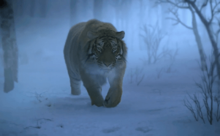 labatailledelamontagnedutigre_05